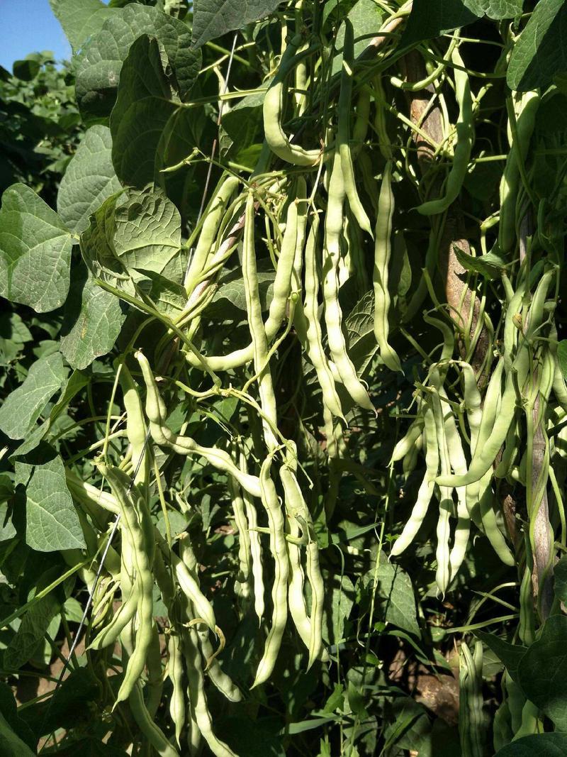 绿龙扁豆种子豆角种籽四季豆种子扁春夏秋高产架豆四季豆种