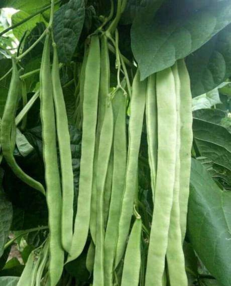 绿龙扁豆种子豆角种籽四季豆种子扁春夏秋高产架豆四季豆种