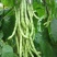 四季豆种子地豆种子架豆种子蔬菜籽架豆王架豆芸豆刀豆芸扁