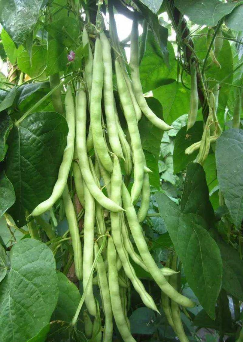 四季豆种子地豆种子架豆种子蔬菜籽架豆王架豆芸豆刀豆芸扁
