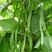 四季豆种子地豆种子架豆种子蔬菜籽架豆王架豆芸豆刀豆芸扁