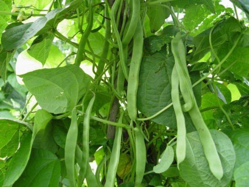 四季豆种子地豆种子架豆种子蔬菜籽架豆王架豆芸豆刀豆芸扁