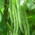四季豆种子地豆种子架豆种子蔬菜籽架豆王架豆芸豆刀豆芸扁