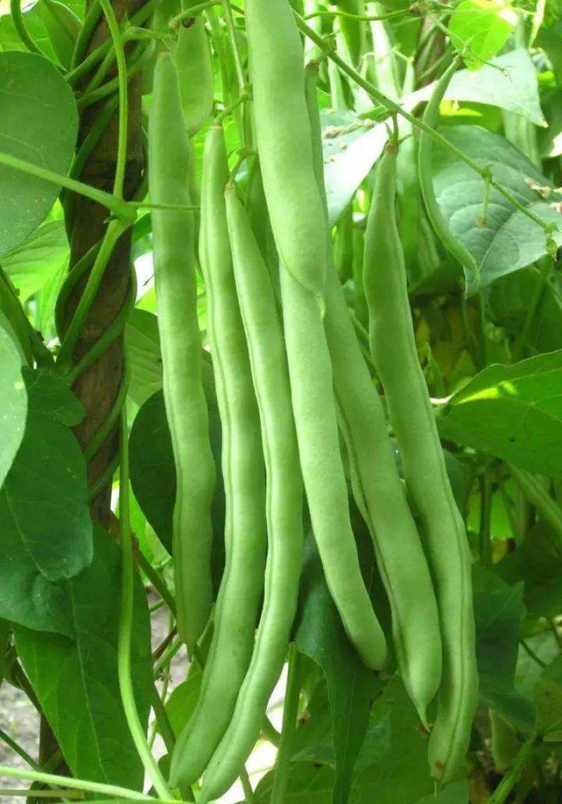 四季豆种子地豆种子架豆种子蔬菜籽架豆王架豆芸豆刀豆芸扁
