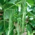 四季豆种子地豆种子架豆种子蔬菜籽架豆王架豆芸豆刀豆芸扁
