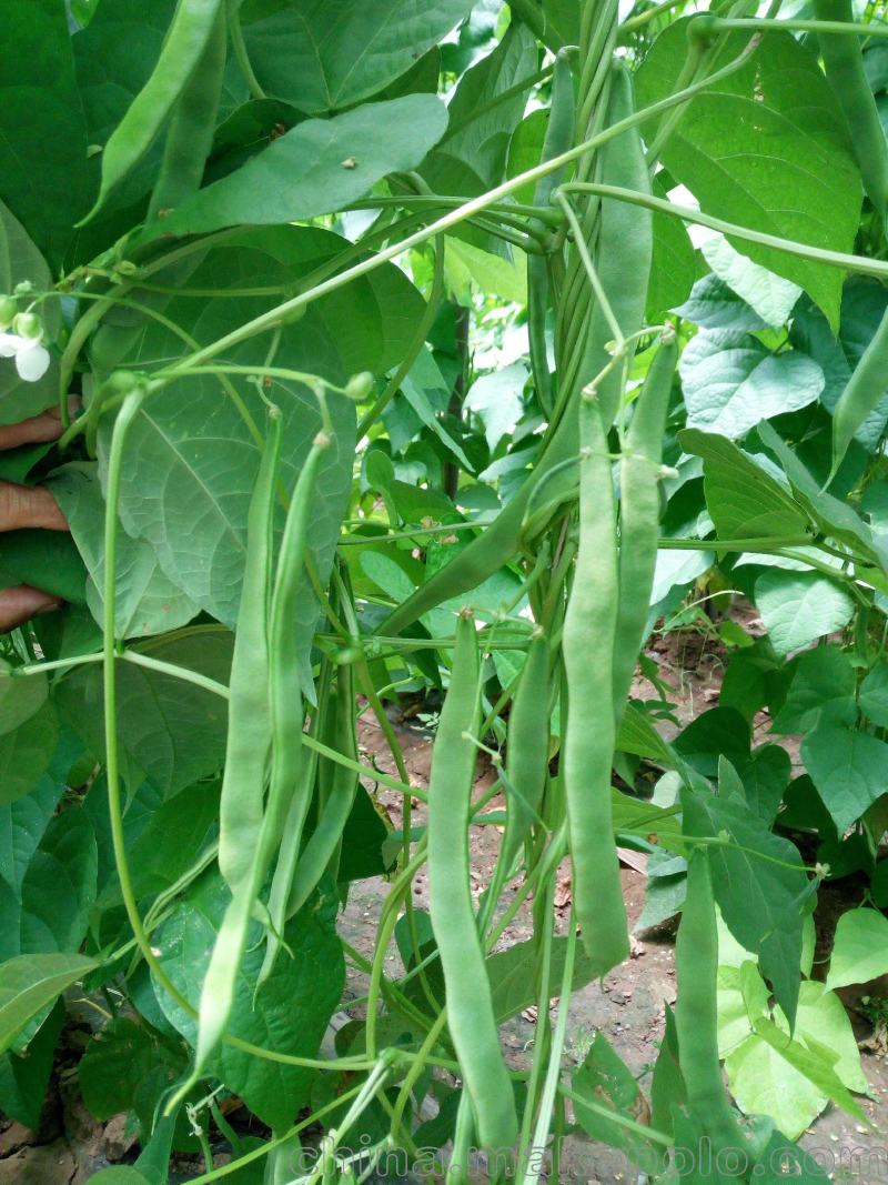 四季豆种子地豆种子架豆种子蔬菜籽架豆王架豆芸豆刀豆芸扁