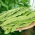 四季豆种子地豆种子架豆种子蔬菜籽架豆王架豆芸豆刀豆芸扁