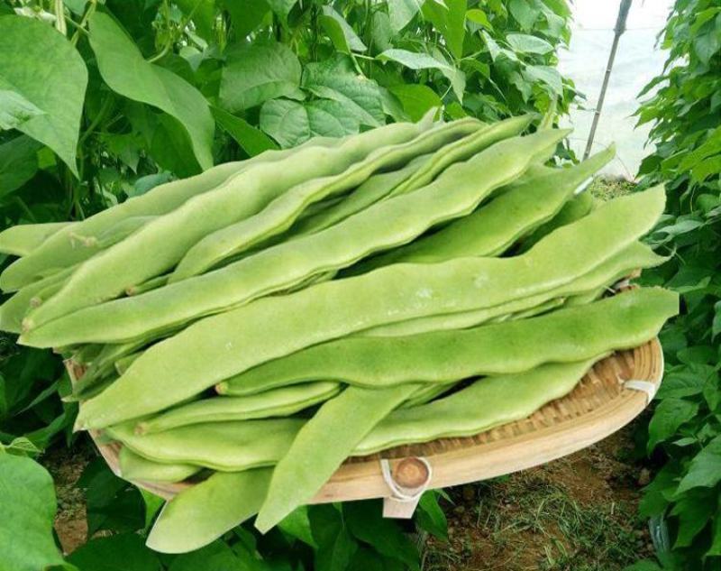 四季豆种子地豆种子架豆种子蔬菜籽架豆王架豆芸豆刀豆芸扁