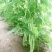 四季豆种子地豆种子架豆种子蔬菜籽架豆王架豆芸豆刀豆芸扁