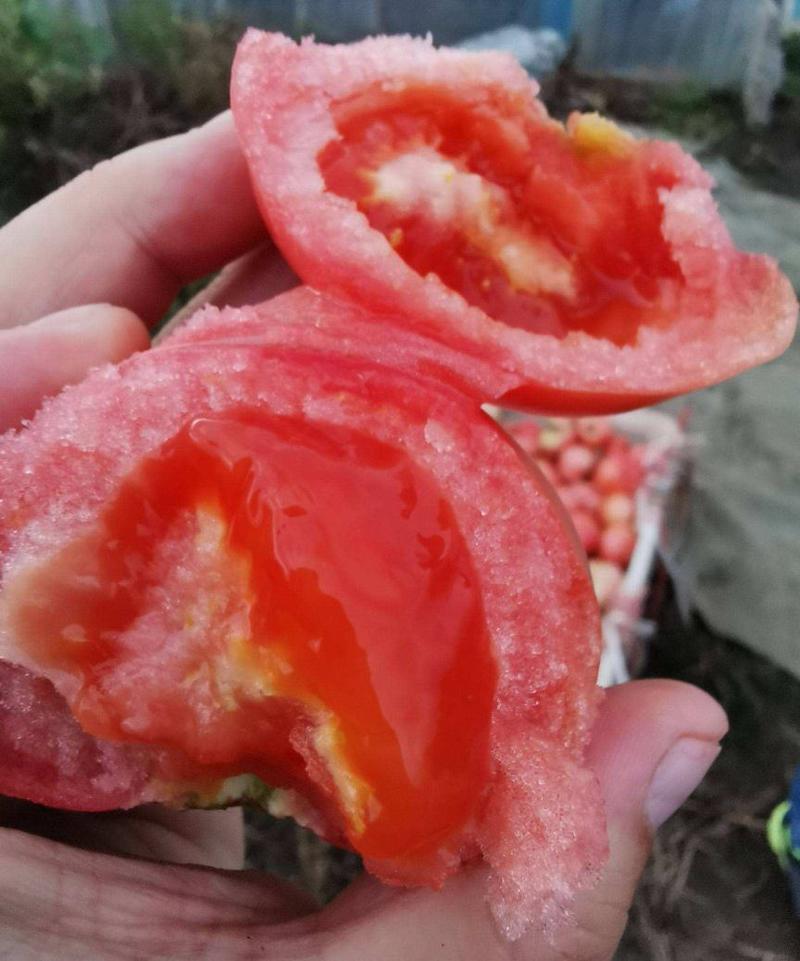 《精选》万亩硬粉西红柿产地直发价格便宜一条龙服务