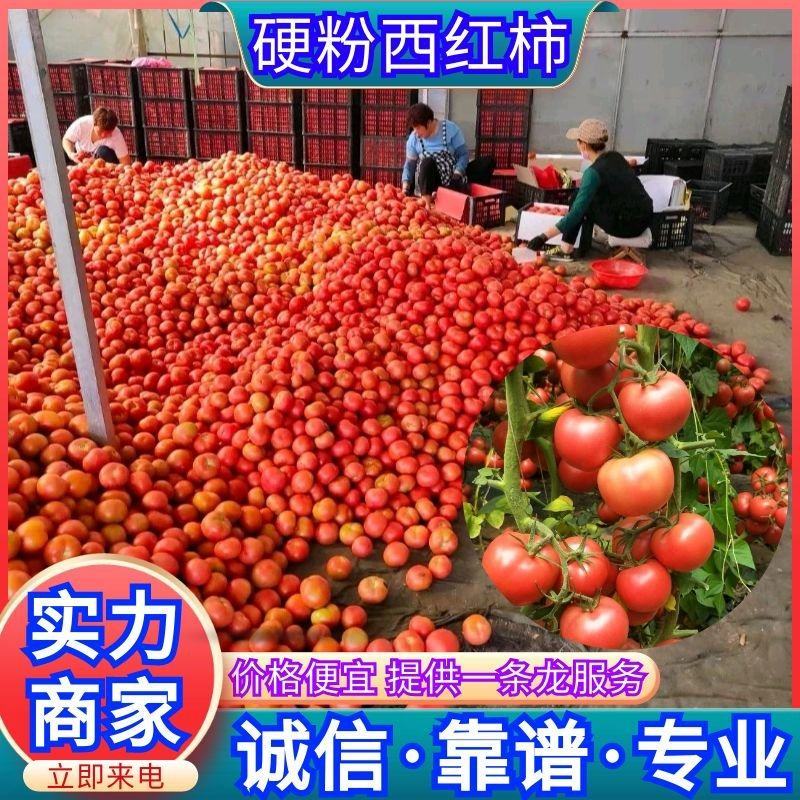 《推荐》万亩硬粉西红柿山东西红柿价格便宜一条龙服务