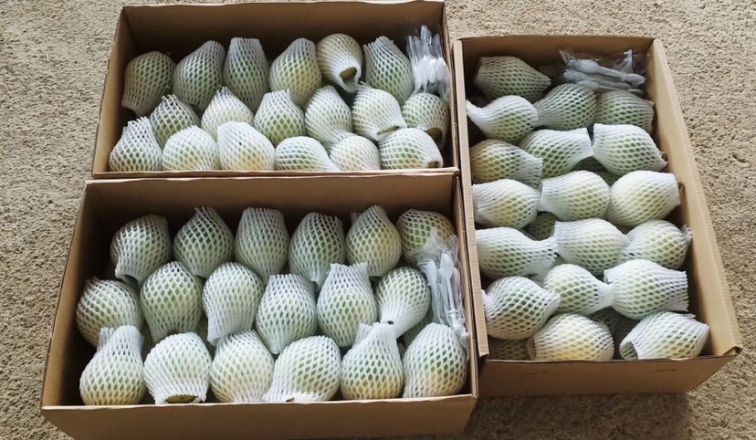 超市货架上并列摆放的两种百香果零售装,左侧为透明盒装黄金百香果,标签注明‘钦蜜9号·高糖低酸’;右侧为网袋包装紫皮百香果,标价较低,附赠饮用方法说明卡 黄金百香果与紫皮百香果零售陈列对比