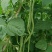无筋架豆王种子四季豆特长架豆种籽荚长肉厚高产无丝无柴蔬菜