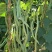 无筋架豆王种子四季豆特长架豆种籽荚长肉厚高产无丝无柴蔬菜