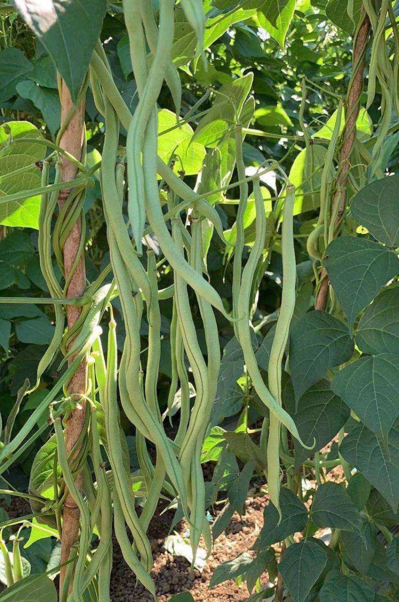 无筋架豆王种子四季豆特长架豆种籽荚长肉厚高产无丝无柴蔬菜
