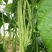 无筋架豆王种子四季豆特长架豆种籽荚长肉厚高产无丝无柴蔬菜