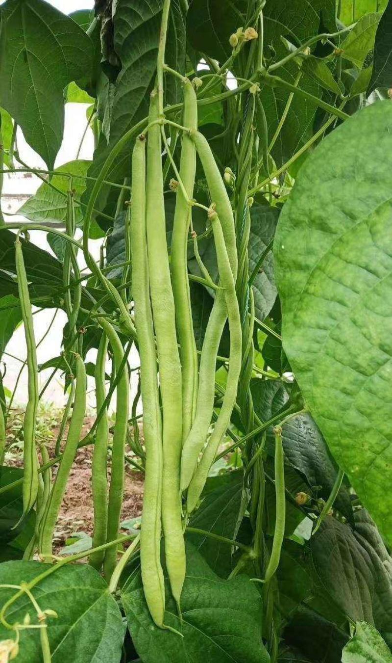 无筋架豆王种子四季豆特长架豆种籽荚长肉厚高产无丝无柴蔬菜