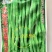 无筋架豆王种子四季豆特长架豆种籽荚长肉厚高产无丝无柴蔬菜