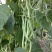 无筋架豆王种子四季豆特长架豆种籽荚长肉厚高产无丝无柴蔬菜