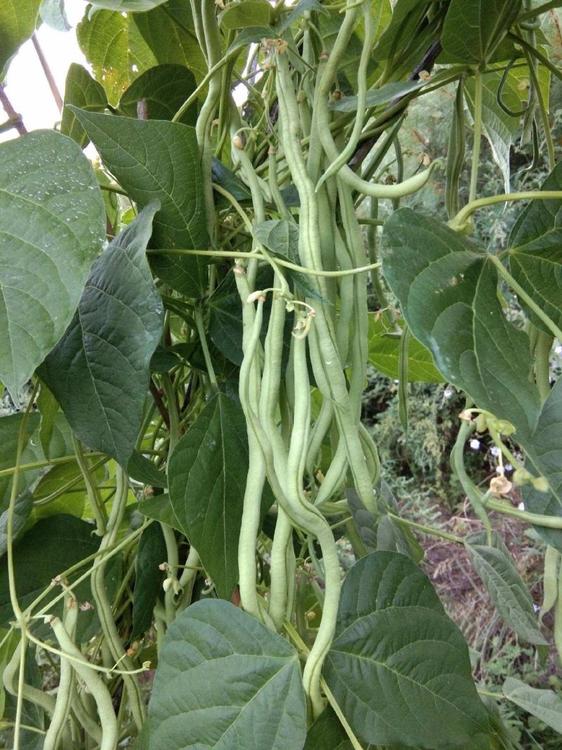 无筋架豆王种子四季豆特长架豆种籽荚长肉厚高产无丝无柴蔬菜