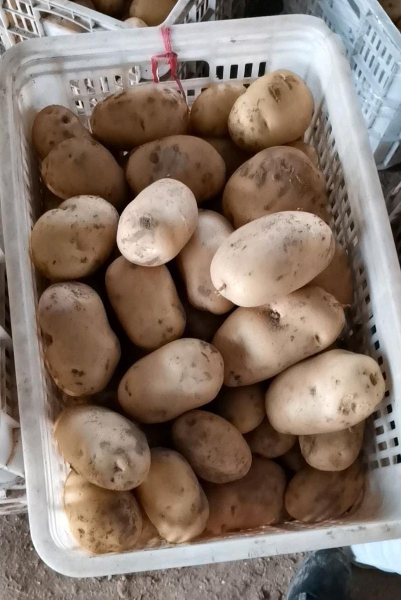 《实力商家》荷兰十五土豆黄皮黄心精品新土豆规格齐全