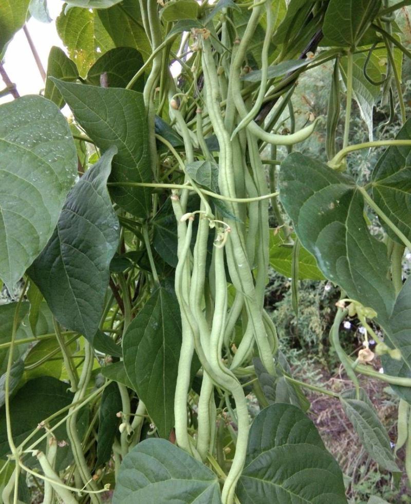 【美国供豆】豆角种子农家菜园高产抗病肉厚脆嫩四季豆蔬菜