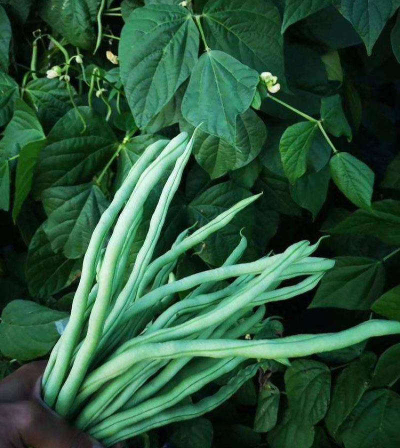 【美国供豆】豆角种子农家菜园高产抗病肉厚脆嫩四季豆蔬菜