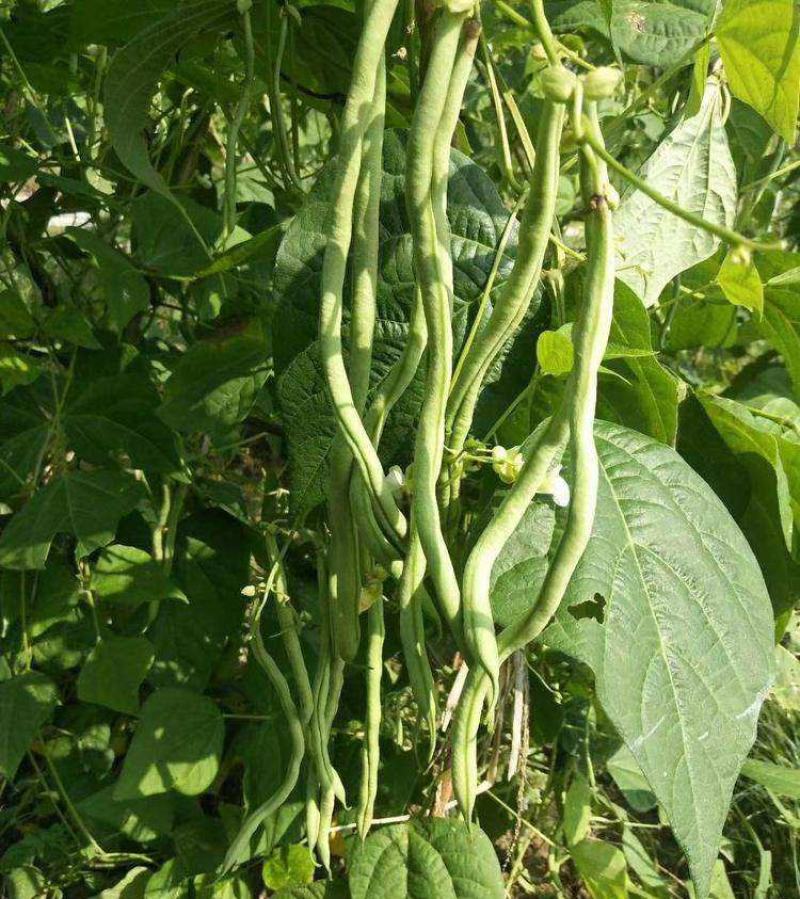 【美国供豆】豆角种子农家菜园高产抗病肉厚脆嫩四季豆蔬菜