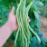 【美国供豆】豆角种子农家菜园高产抗病肉厚脆嫩四季豆蔬菜
