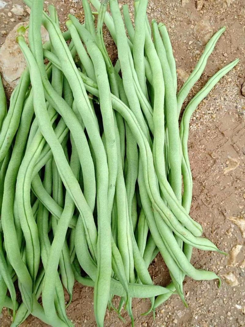 【美国供豆】豆角种子农家菜园高产抗病肉厚脆嫩四季豆蔬菜