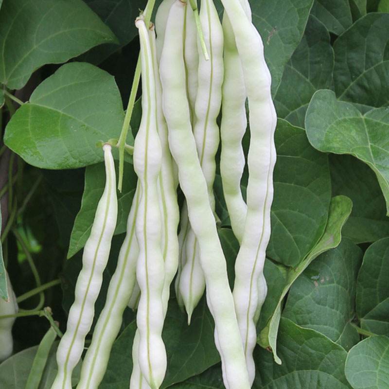 特级九粒白芸豆种子老来少豆角种籽孑早熟高产四季春秋季