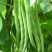 特级九粒白芸豆种子老来少豆角种籽孑早熟高产四季春秋季