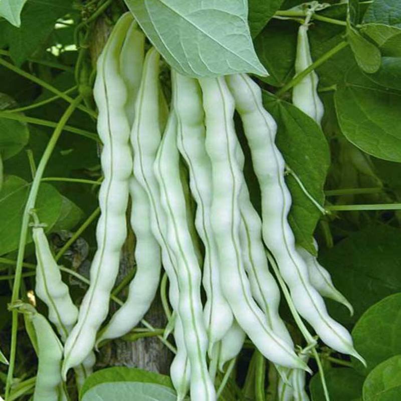 特级九粒白芸豆种子老来少豆角种籽孑早熟高产四季春秋季
