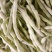 特级九粒白芸豆种子老来少豆角种籽孑早熟高产四季春秋季