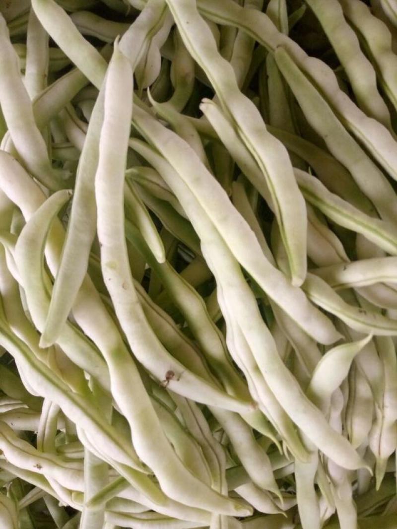 特级九粒白芸豆种子老来少豆角种籽孑早熟高产四季春秋季