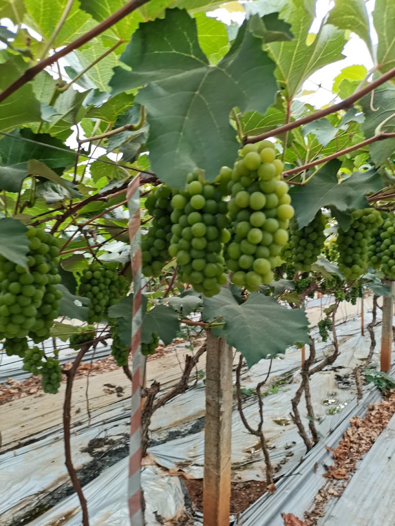 云南高原特色水晶葡萄，口感香甜，6月15日大量上市！