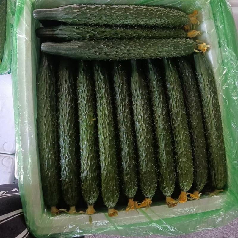 密刺黄瓜支持一件代发，社区团购，整车发货，大量货源