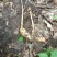 长白山区，野生天麻统货（包邮）