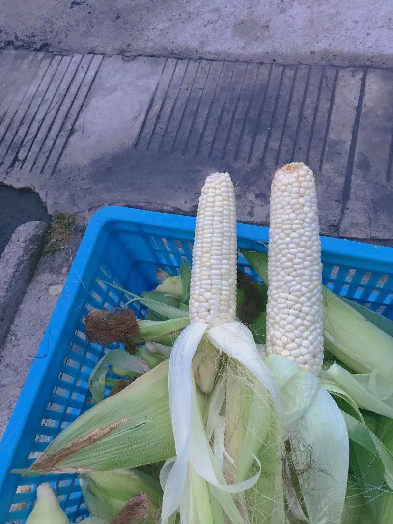 超甜玉米，紫玉米