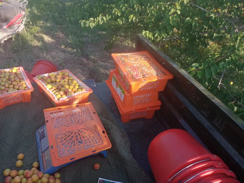 吊干杏加工场景