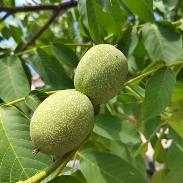 清香核桃