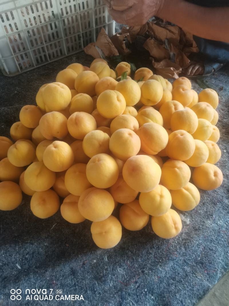《精品锦香黄桃》质量优良，果面干净！欢迎各位老板前来采购