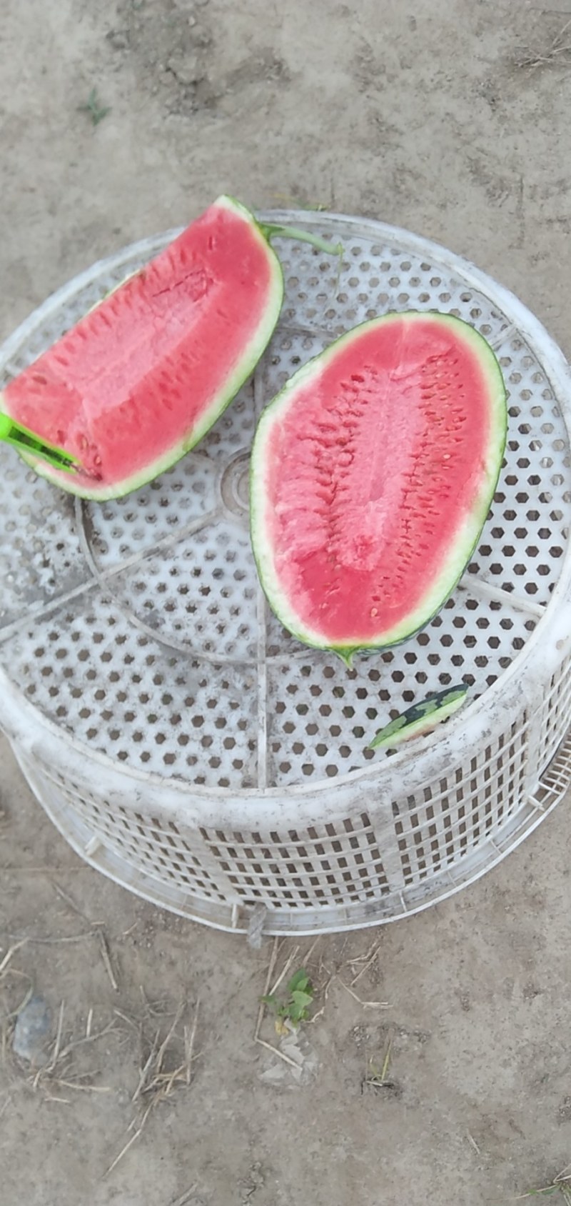 东台西瓜，美都，甘美，大量接单