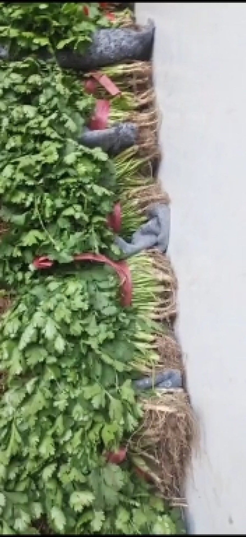 天津市武清区香菜菠菜打包装箱！！！整车发货