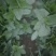 野菜，野苋菜，马齿菜