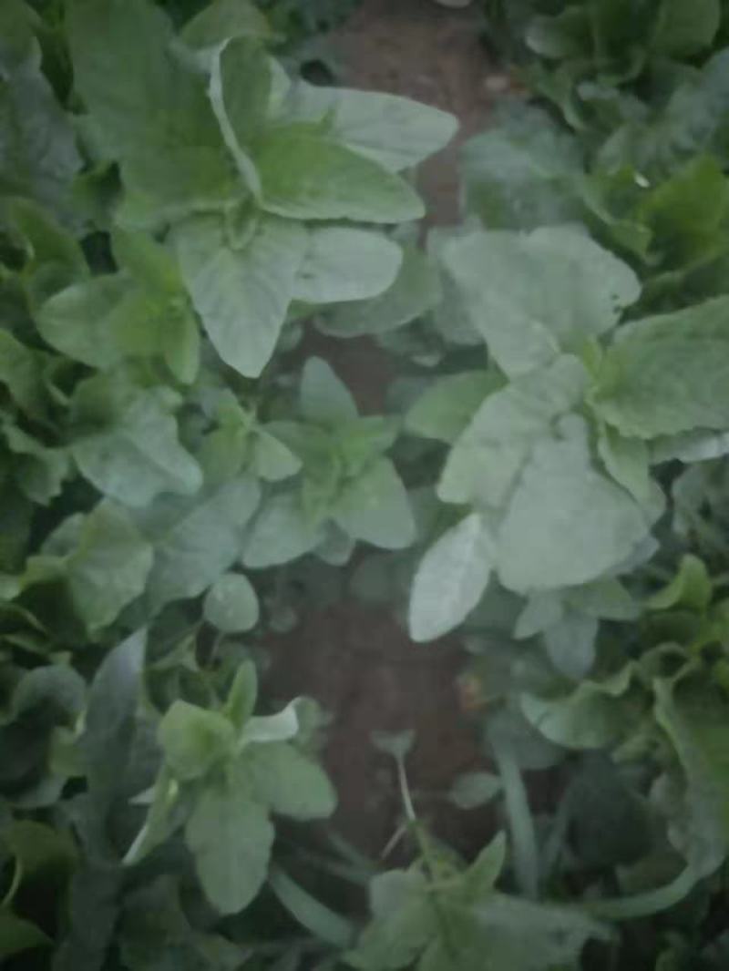 野菜，野苋菜，马齿菜