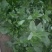 野菜，野苋菜，马齿菜