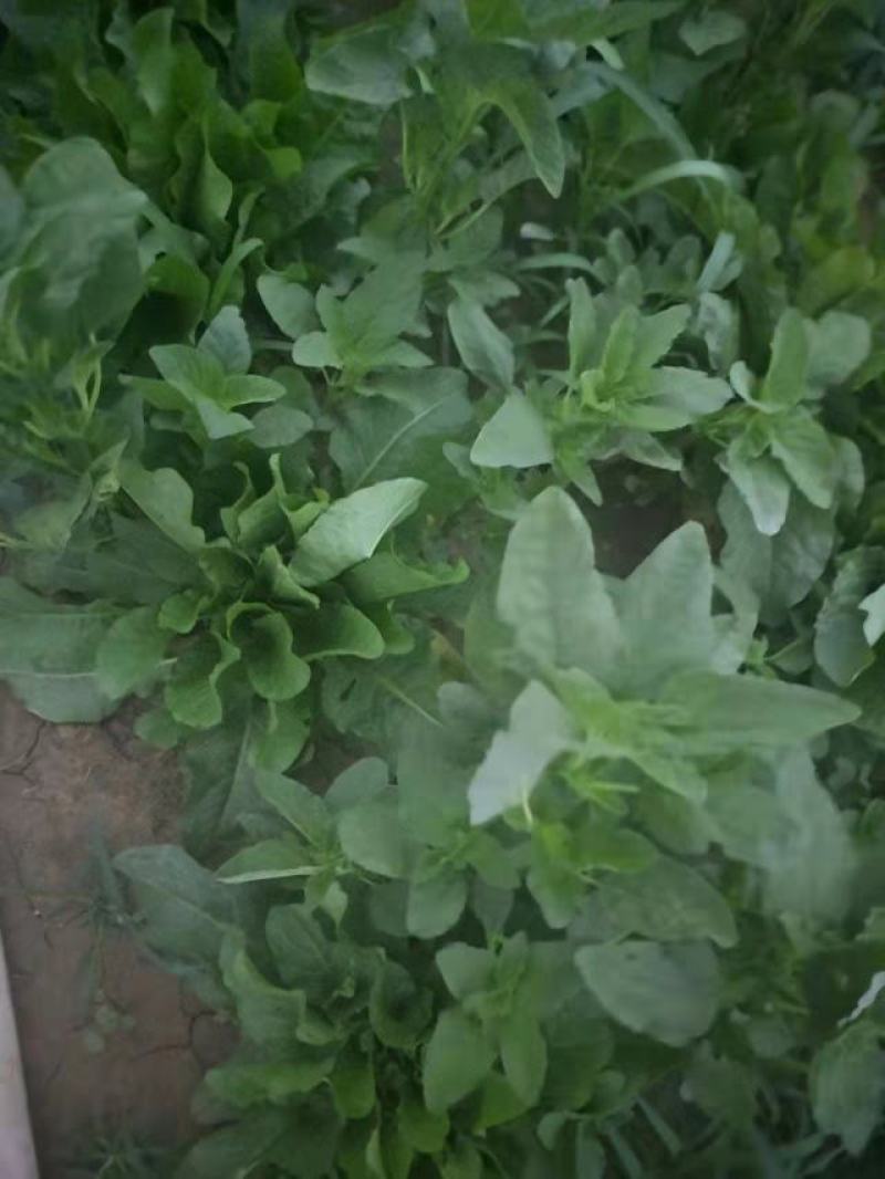野菜，野苋菜，马齿菜