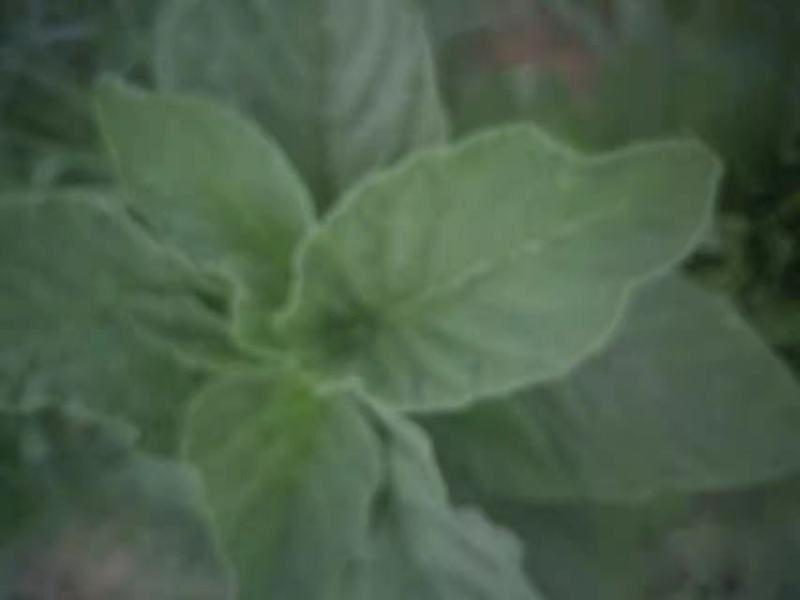 野菜，野苋菜，马齿菜