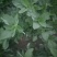 野菜，野苋菜，马齿菜